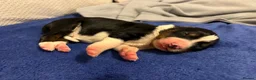 Border Collie dogs for sale: Health tested border collie puppies  - Advert 3