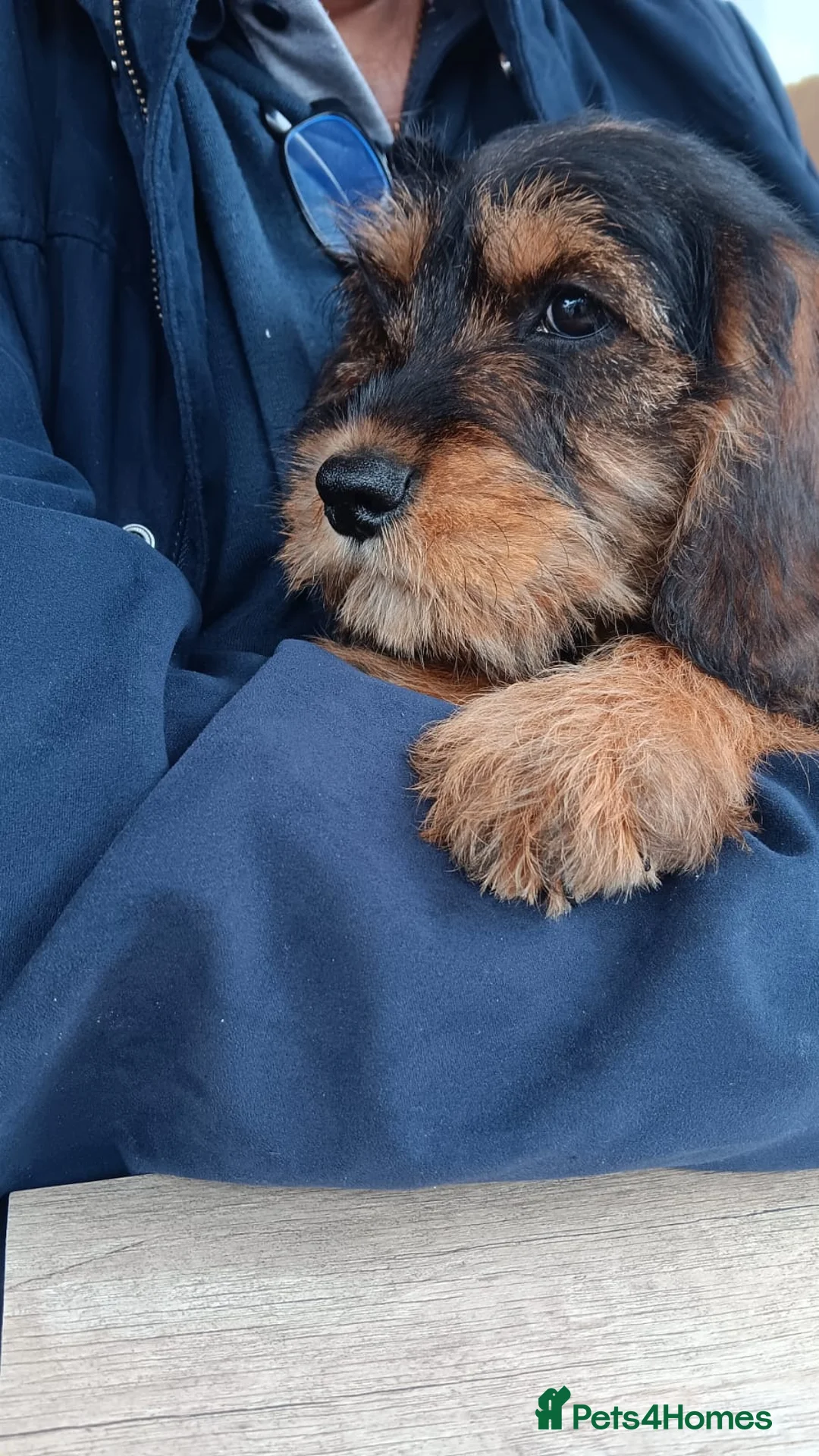 Schnoodle dogs for sale: Miniature schnoodle in Slough - Advert 1