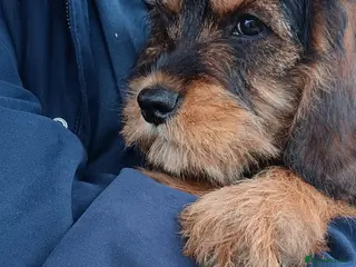 Schnoodle dogs Miniature schnoodle - Advert 7