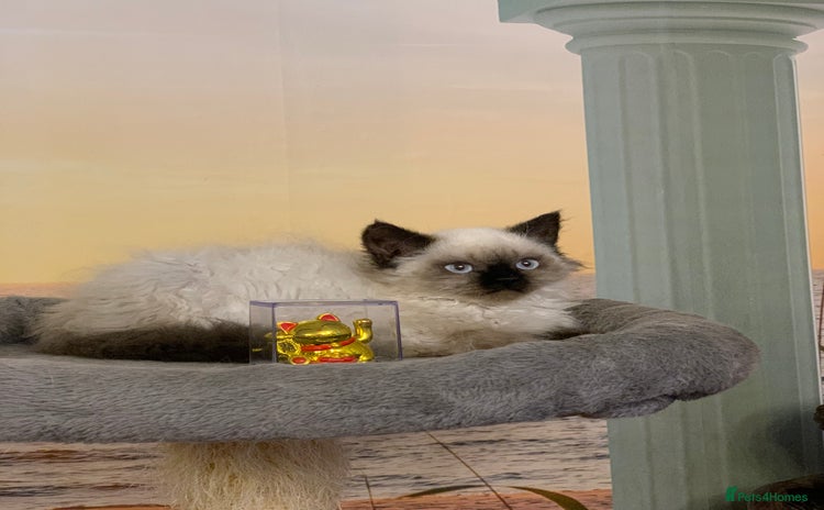 Selkirk Rex cats - Advert 1
