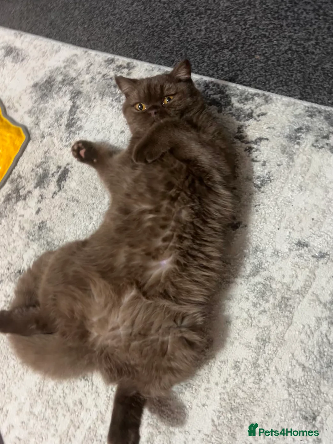 British Shorthair cats for sale: Chocolate British shorthair female - Advert 2