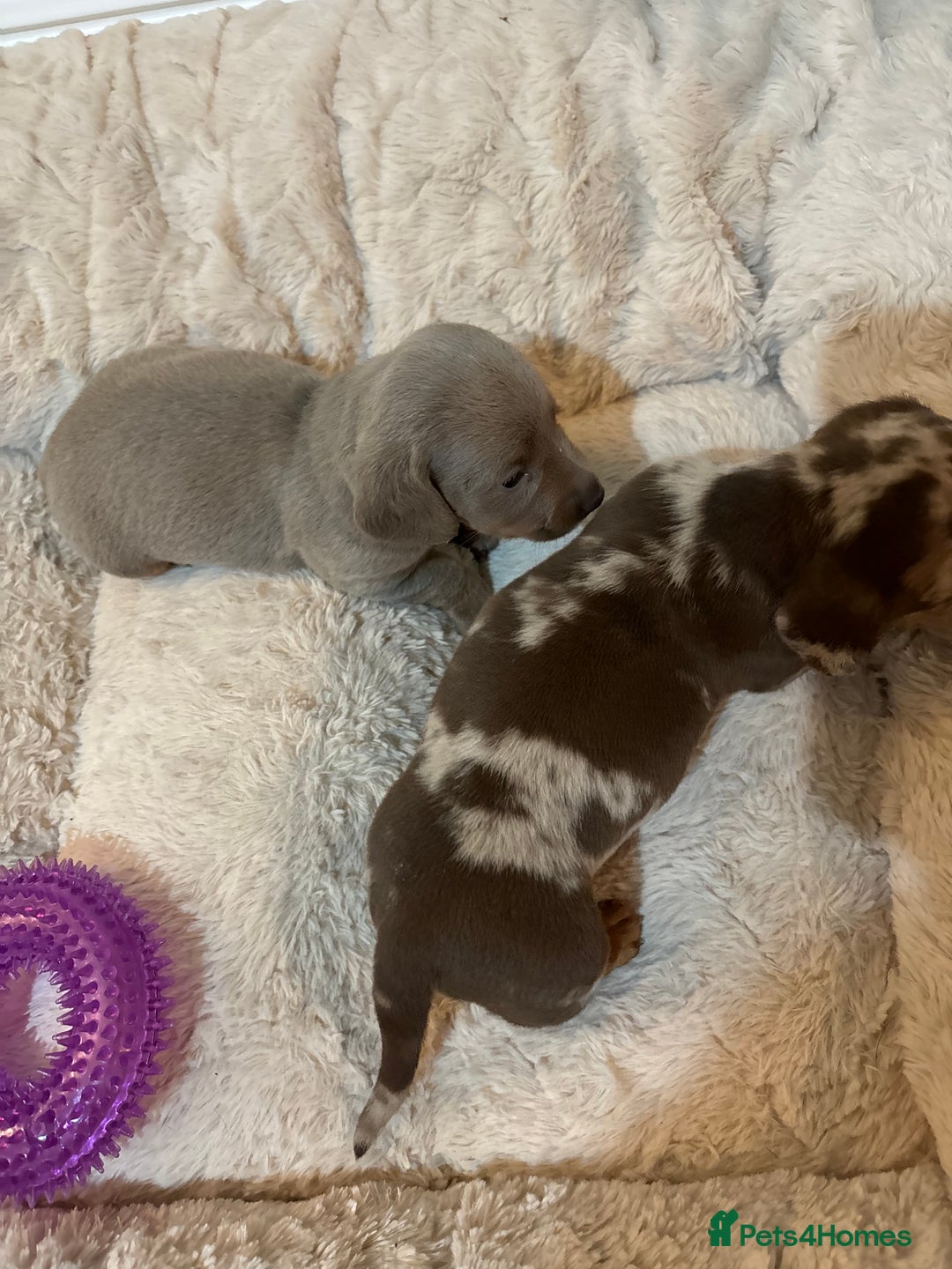 Dachshund dogs for sale: 5* DACHSHUND PUPPIES  - Advert 8