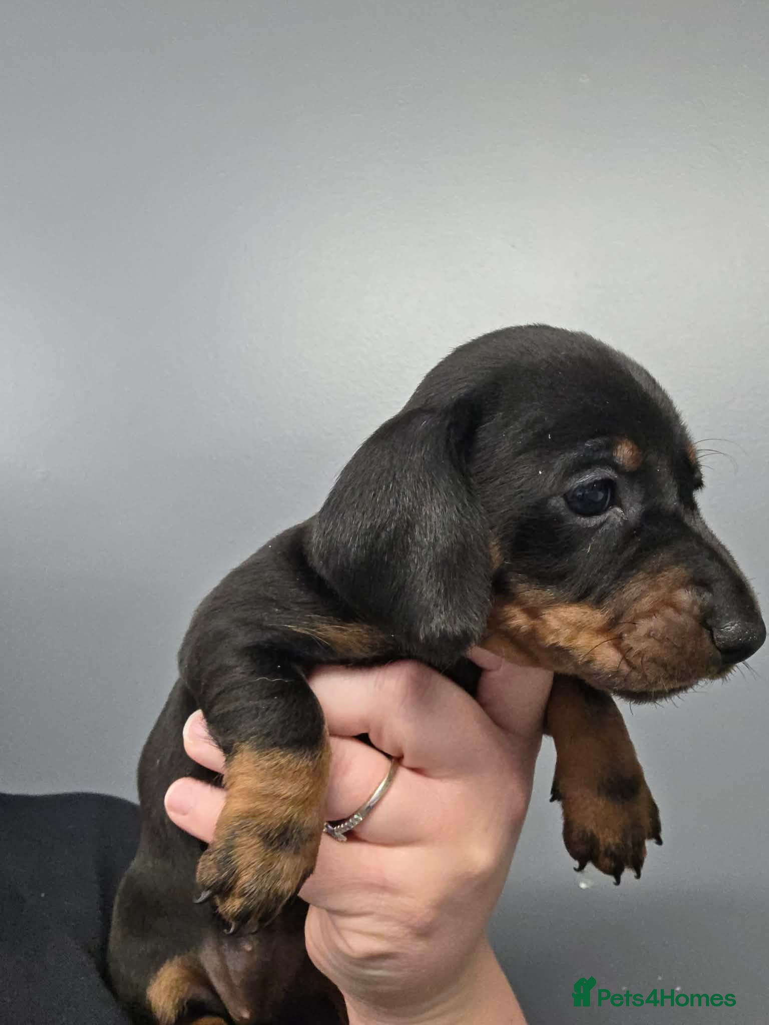 Miniature Dachshund dogs for sale: Miniature dachshund pups - Advert 3