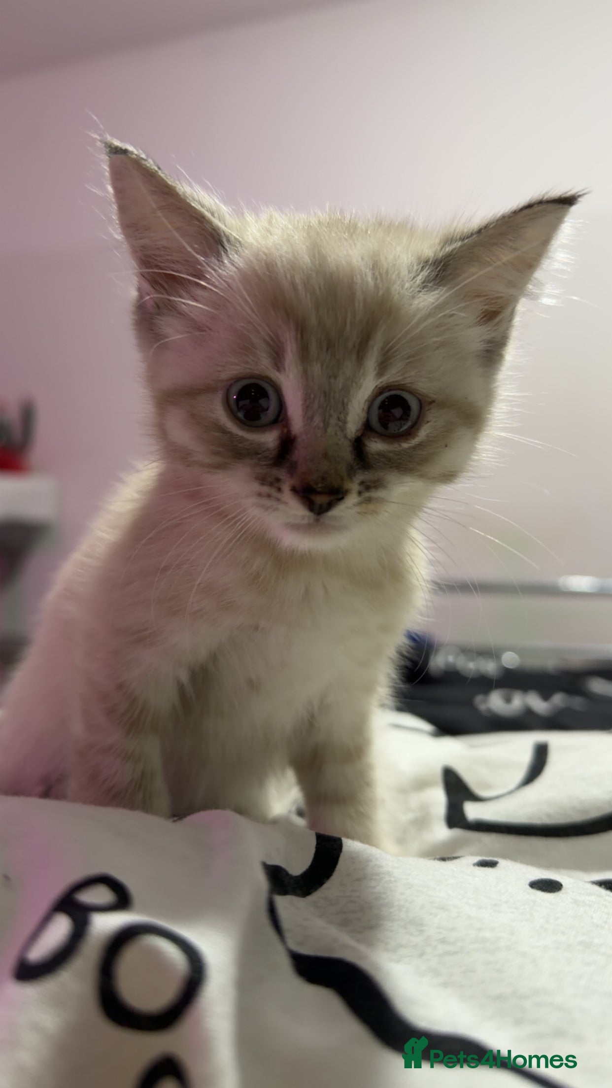 Mixed Breed cats 2 gorgeous kittens half BSH - Advert 3