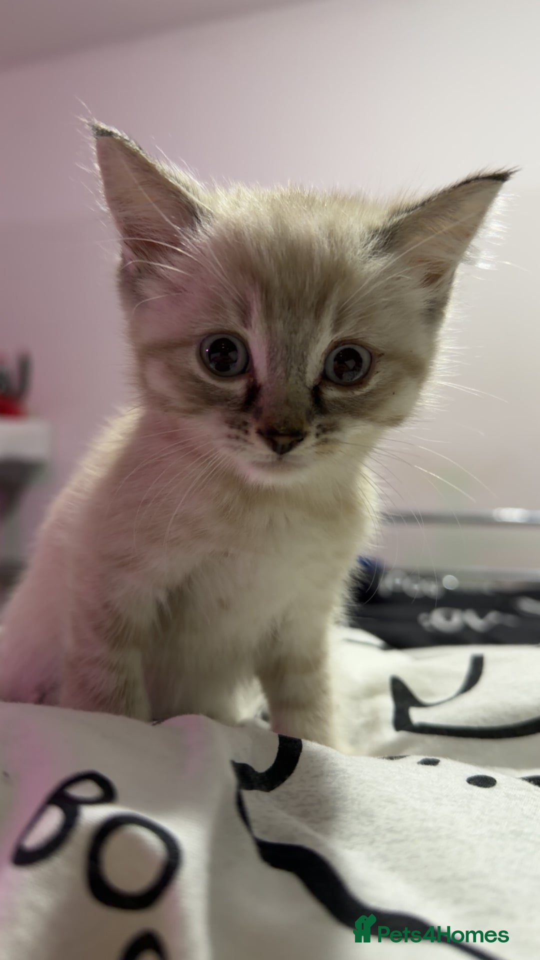 Mixed Breed cats for sale: 2 gorgeous kittens half BSH - Advert 1