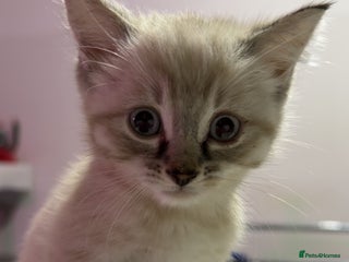 Mixed Breed cats 2 gorgeous kittens half BSH - Advert 3