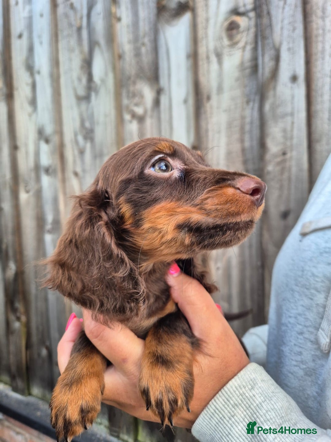Miniature Dachshund dogs for sale: Long haired miniature dachshunds  - Image 2