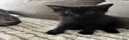 Bengal cats for sale: Beautiful Bengal cross Kittens for sale - Advert 7