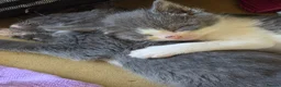 Mixed Breed cats for sale: Kittens - Advert 6