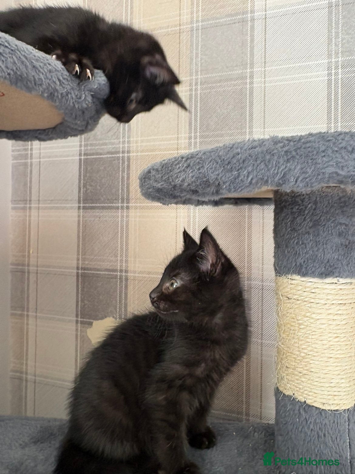 Mixed Breed cats 🖤 still available 🖤 2 black girl kittens 🐈‍⬛ - Advert 11