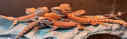 Dragon reptiles for sale: Red monster dragons in Stroud - Advert 1