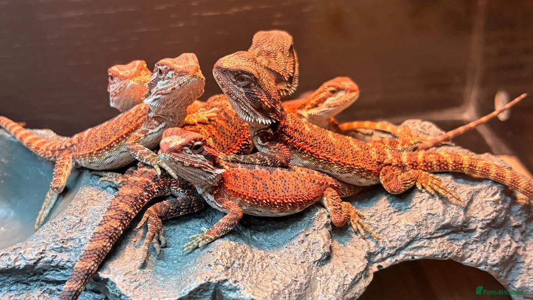 Dragon reptiles for sale: Red monster dragons in Stroud - Advert 1