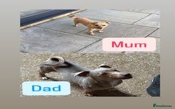 Jack Russell dogs for sale: 3 beautiful barney paws and much Wenlock jr pups - Image 4