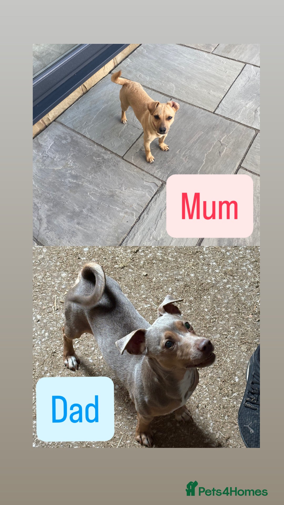 Jack Russell dogs for sale: 3 beautiful barney paws and much Wenlock jr pups - Image 4