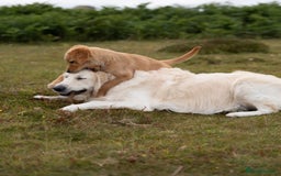 Golden Retriever dogs for stud: Fully health tested therapy dog  - Image 14