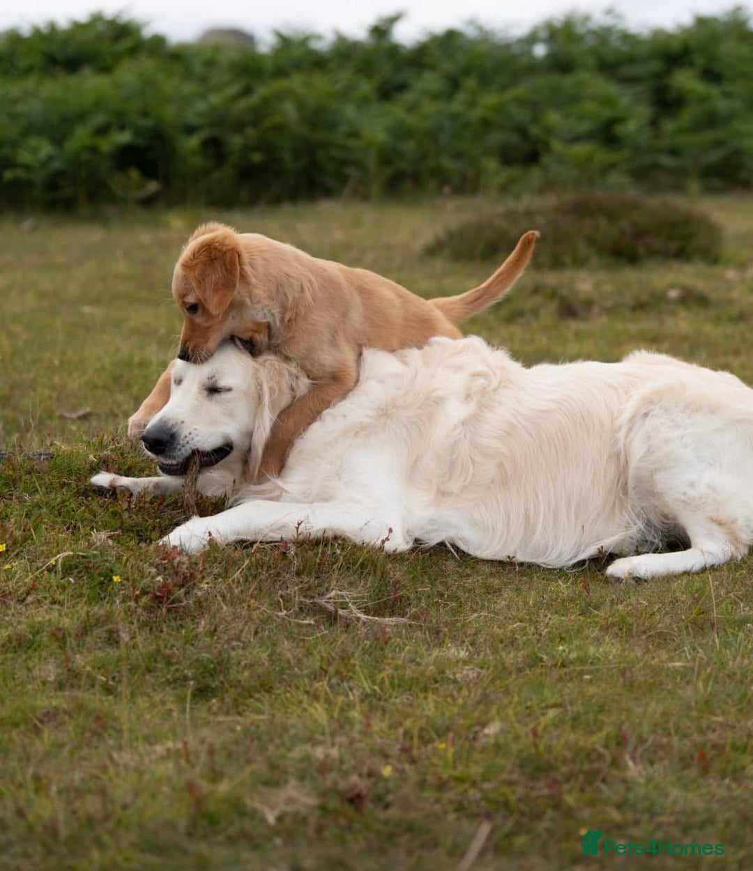 Golden Retriever dogs for stud: Fully health tested therapy dog  - Image 14