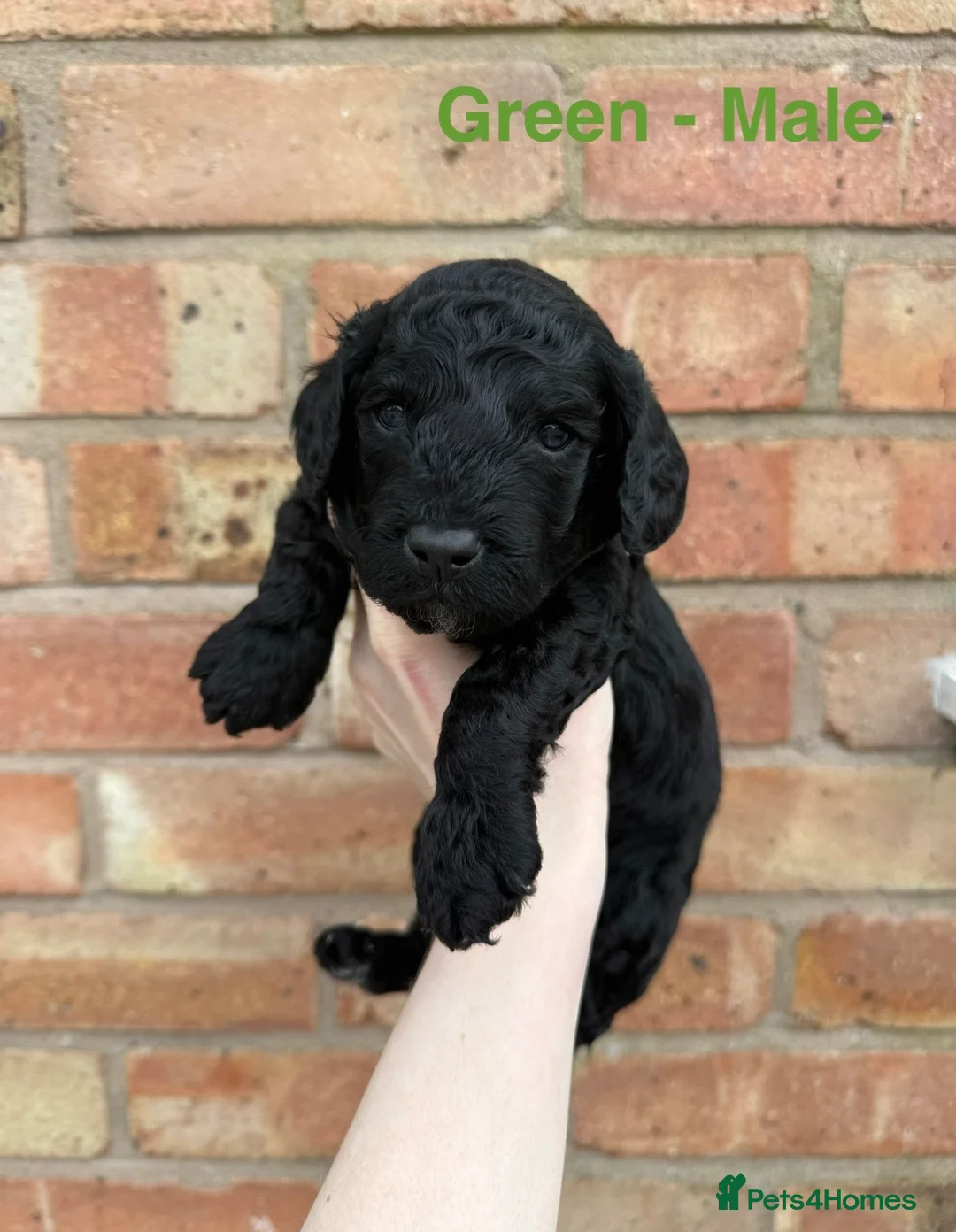 Cockapoo dogs for sale: 6 beautiful miniature cockapoos  - Advert 1