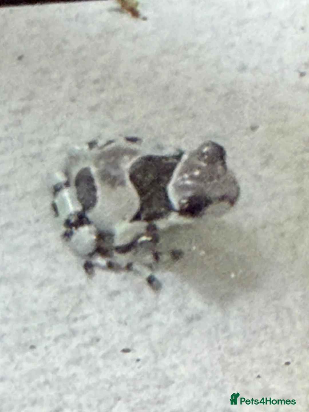 Frog reptiles for sale: Amazon milk frog babies - Advert 7