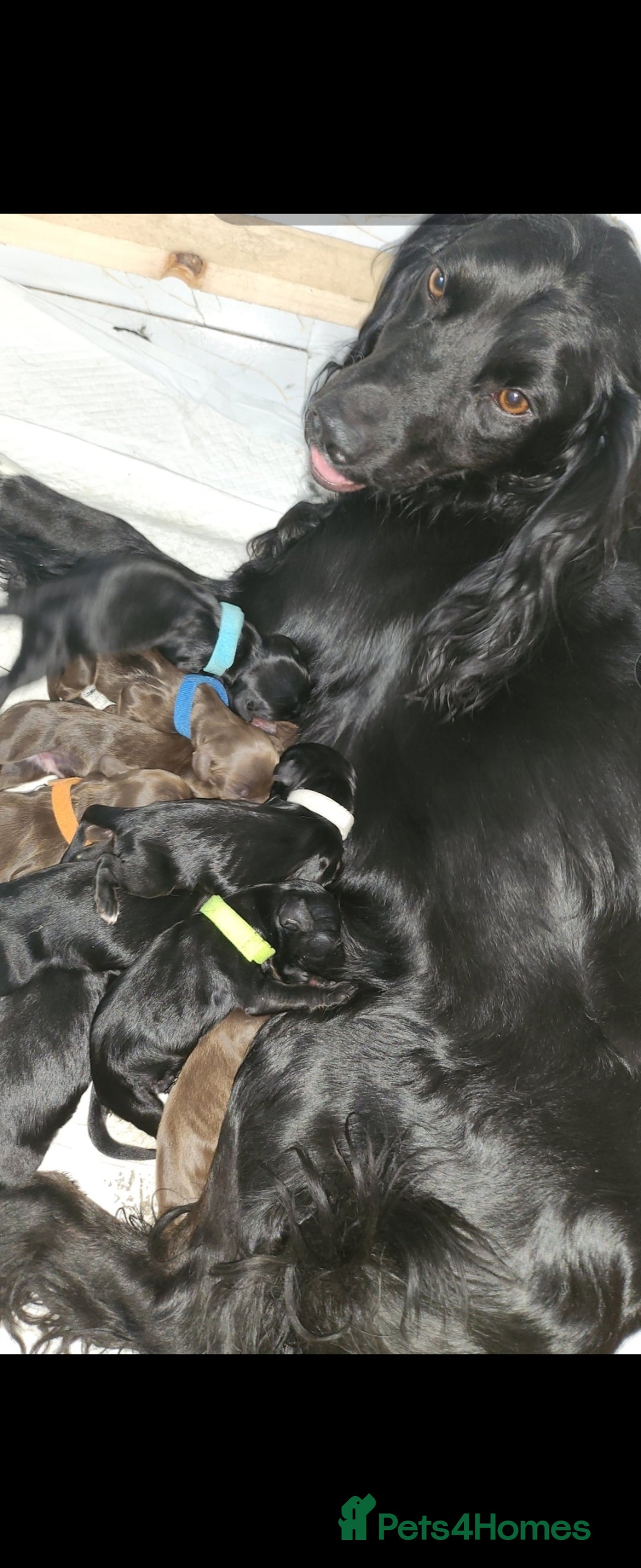 Cocker Spaniel dogs for sale: Cocker spaniel puppy's  - Image 9