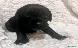 Cocker Spaniel dogs for sale: Fully health tested KC reg working Cocker Spaniels - Image 26