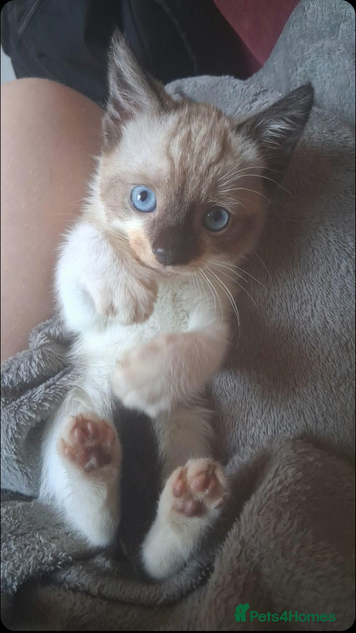 Mixed Breed cats Lovely female bengal  mix  - Advert 2