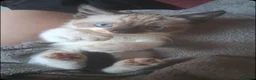 Mixed Breed cats for sale: Last Lovely female bengal  mix  - Advert 1