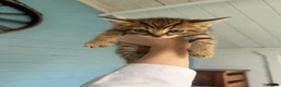 Mixed Breed cats for sale: 7 gorgeous mixed breed kittens  - Advert 17