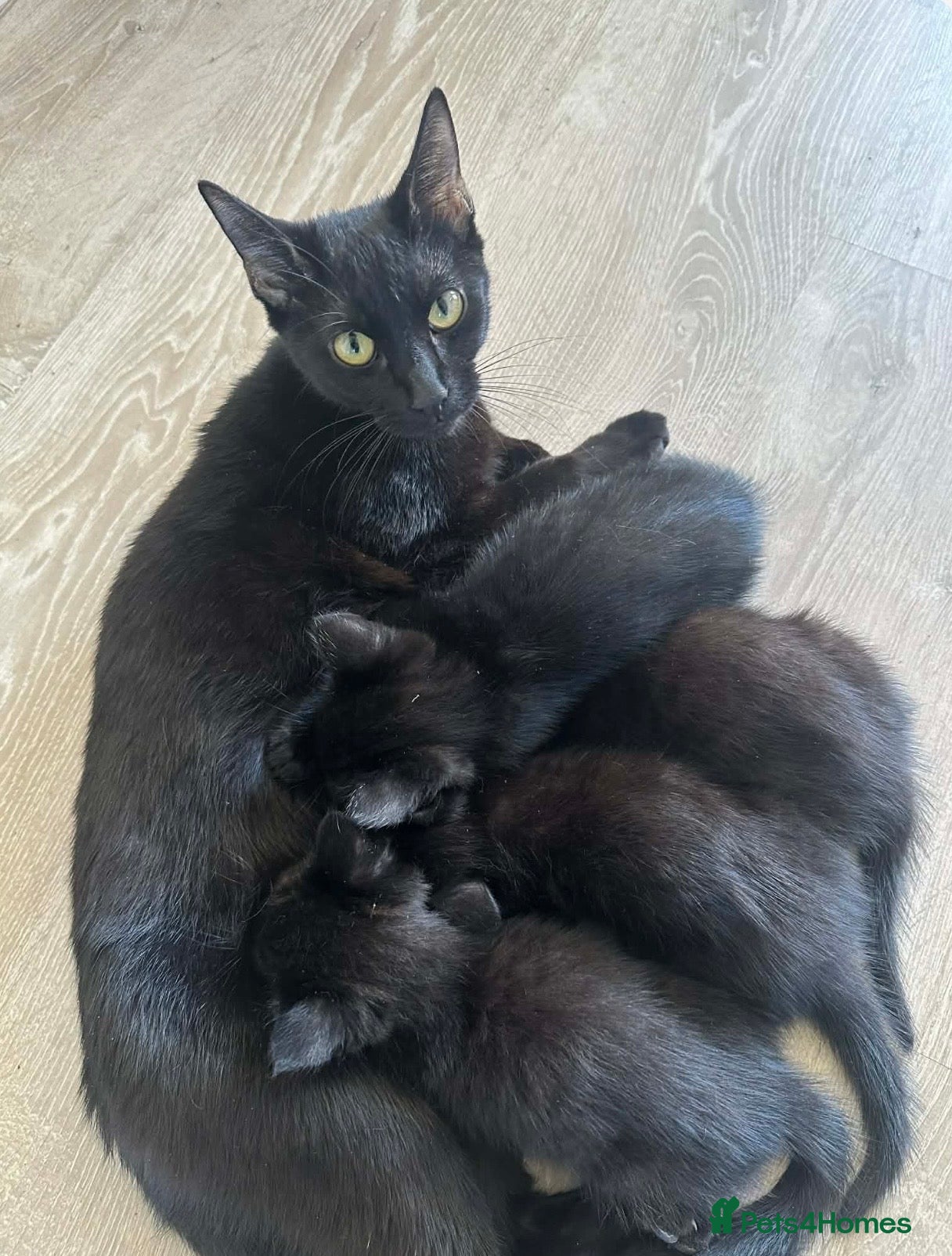 British Shorthair cats British Shorthair Kittens for Sale  - Advert 9