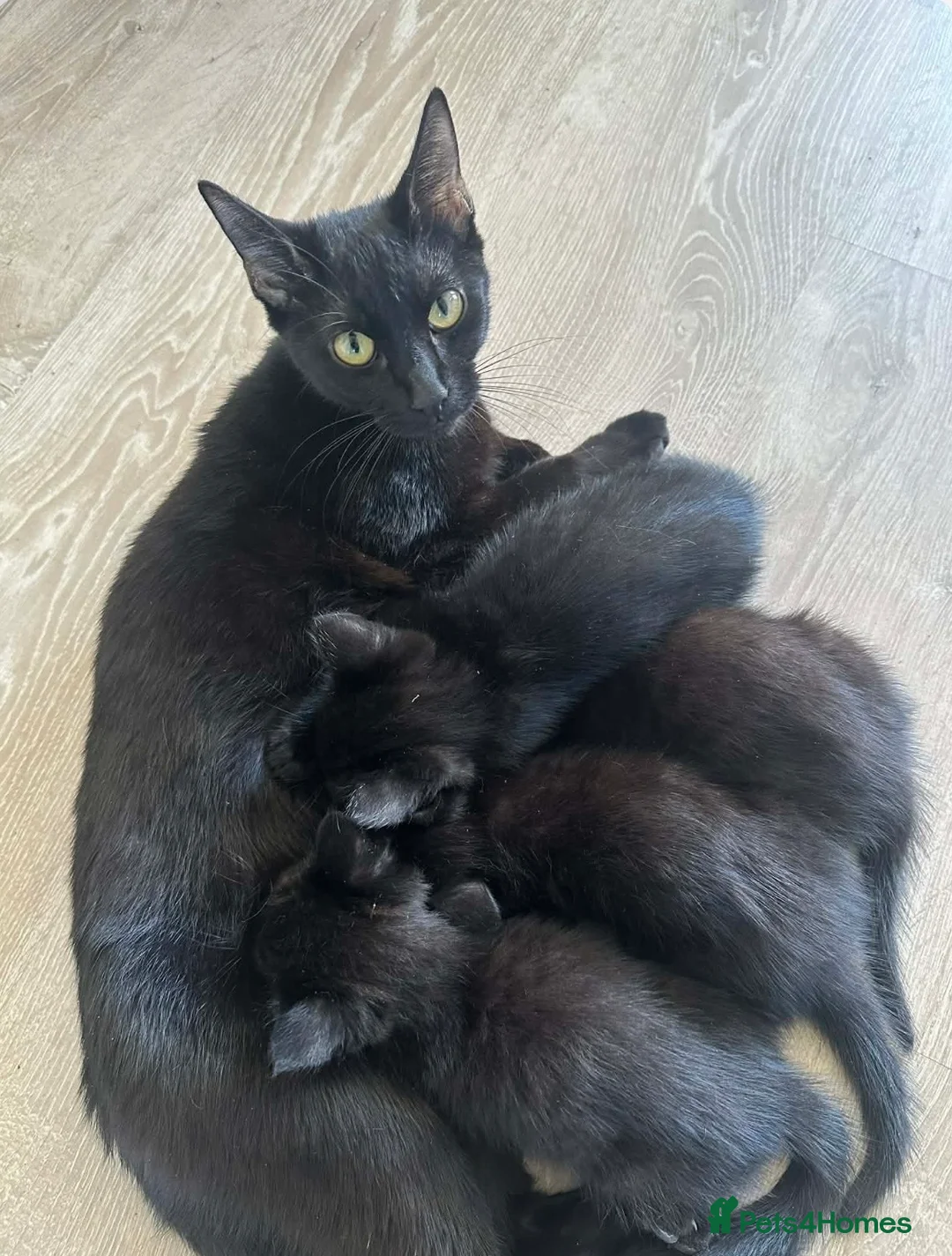 British Shorthair cats for sale: British Shorthair Kittens for Sale  - Advert 1