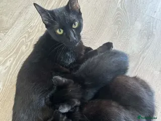 British Shorthair cats British Shorthair Kittens for Sale - Advert 1