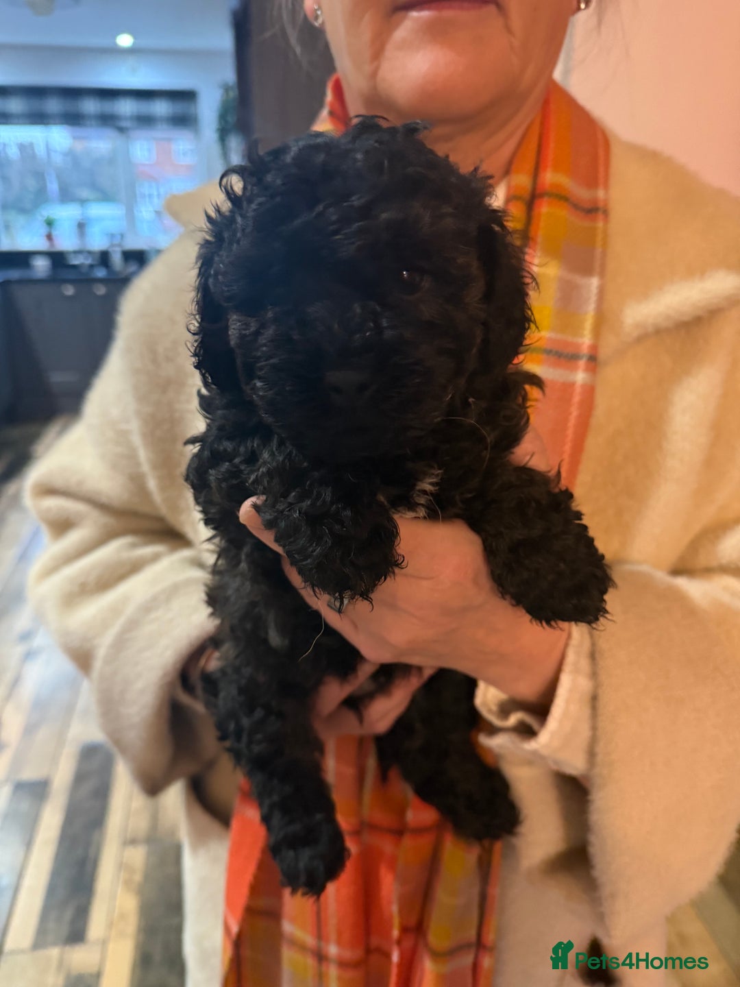 Shihpoo dogs for sale: BEAUTIFUL SHIHPOO PUPPIES - Advert 3