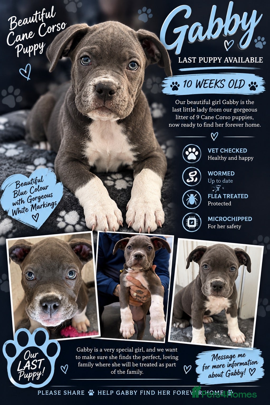 Cane Corso dogs Cane corso puppies - Advert 17