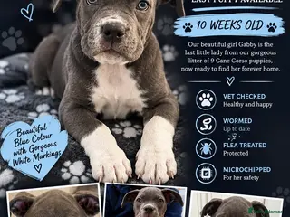 Cane Corso dogs Cane corso puppies - Advert 5