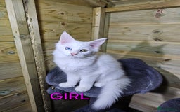 Maine Coon cats for sale: MAINE COON  - Image 6