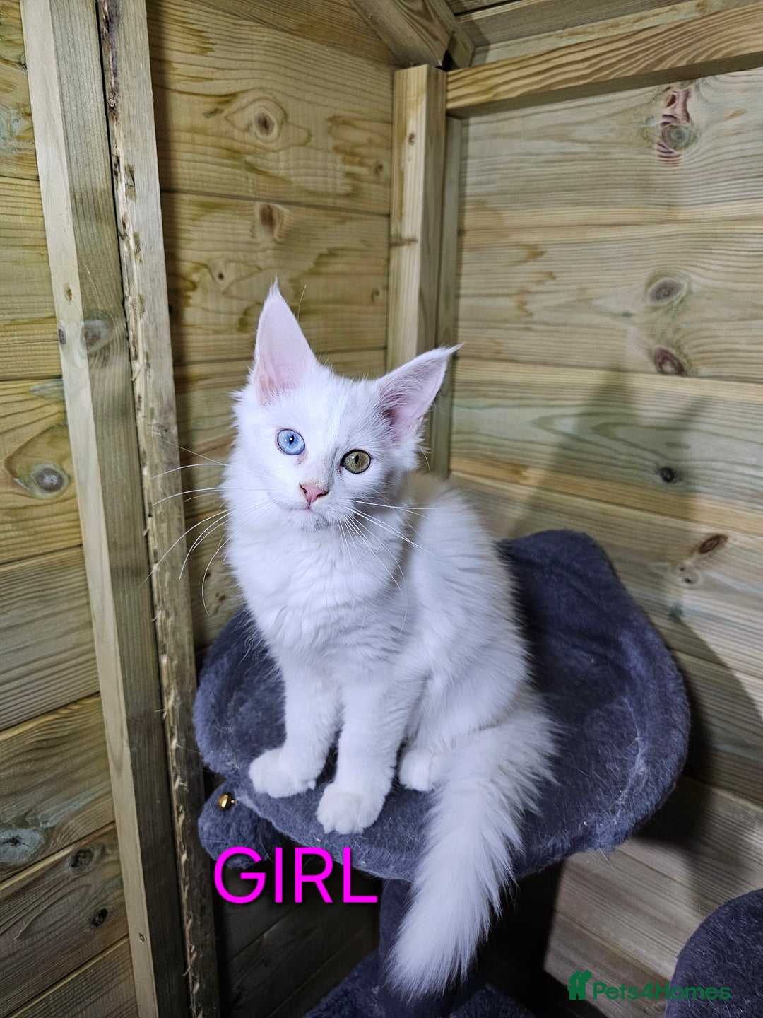 Maine Coon cats for sale: MAINE COON  - Image 6