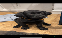 Labrador Retriever dogs for sale: 1 Black Labrador bitch left ready to go now  - Image 6