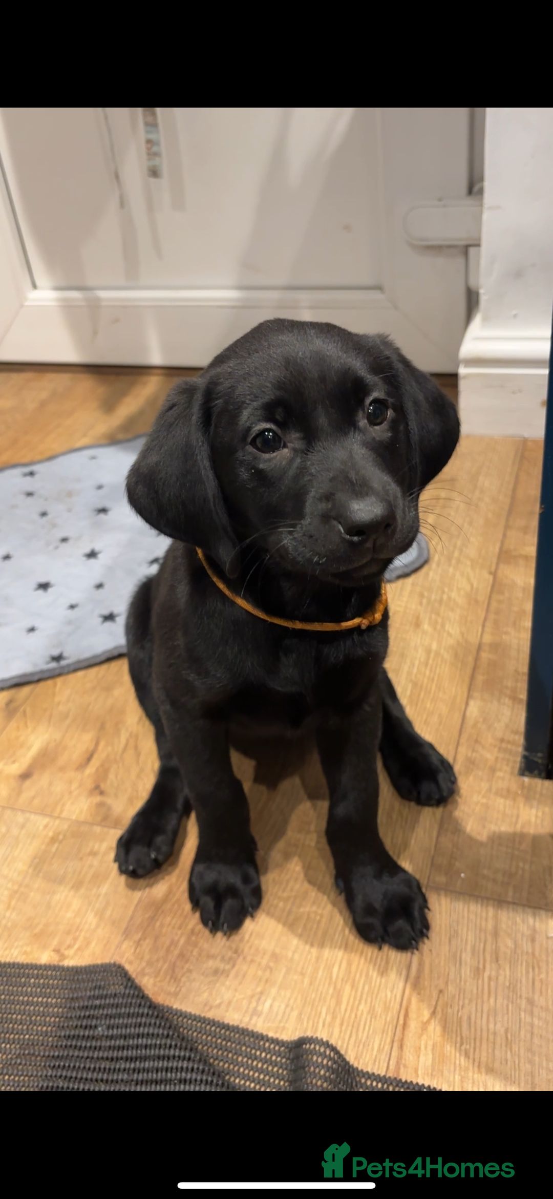 Labrador Retriever dogs for sale: 1 Black Labrador bitch left ready to go now  - Image 6
