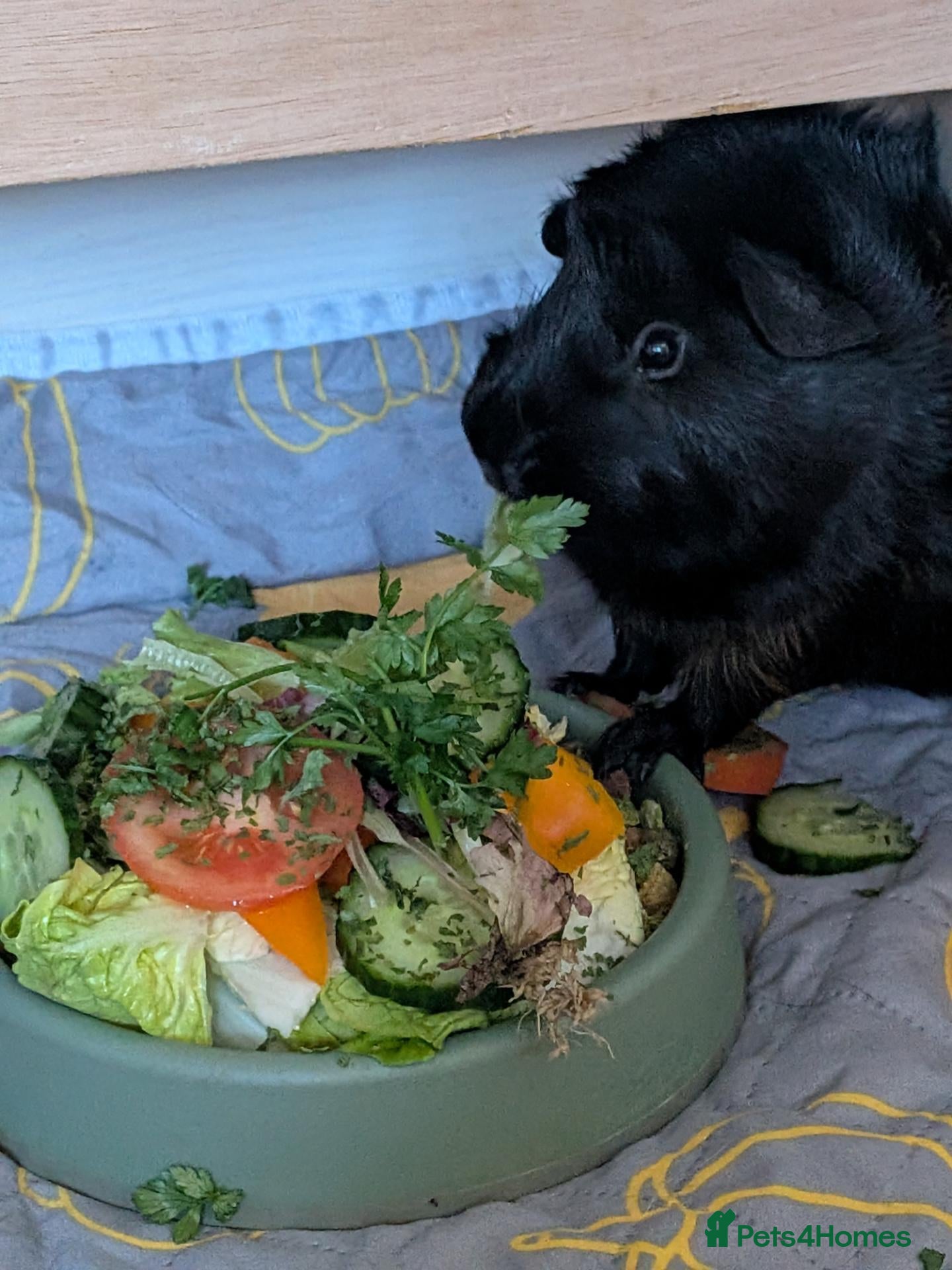 Guinea Pig rodents for sale: Bueno and Oreo  - Advert 1