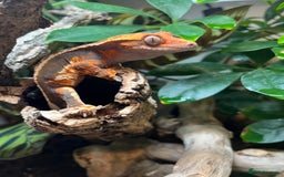 Gecko reptiles for sale: Female crested gecko  - Image 2