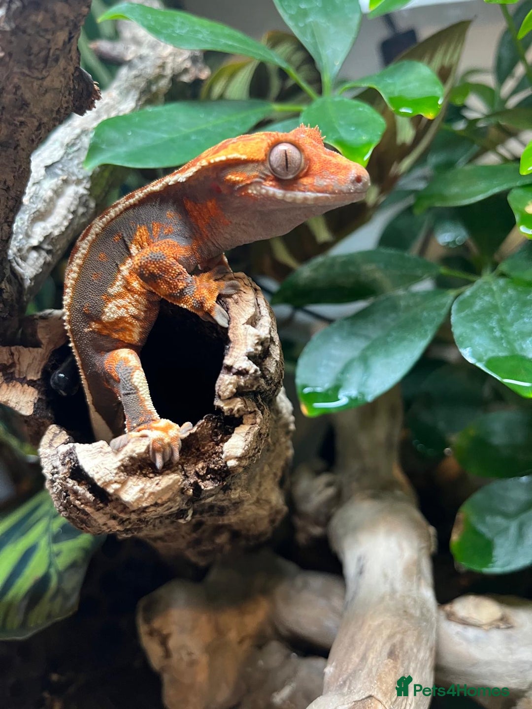 Gecko reptiles for sale: Female crested gecko  - Image 2