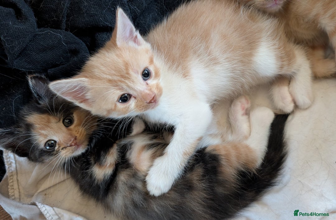 Ragdoll cats for sale: Half ragdoll kittens for sale - Image 1