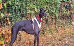 Greyhound dogs for adoption: Barry - Image 2