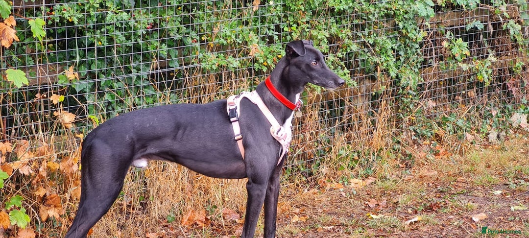 Greyhound dogs for adoption: Barry - Image 2