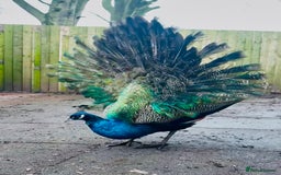Peafowl poultry for sale: 2 gorgeous peacock boys  - Image 2