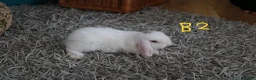 Mini Lop rabbits for sale: Mini Lop babies - Bucks - Advert 12