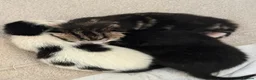 Mixed Breed cats for sale: 1 female 1 male left available  in Congleton - Advert 7
