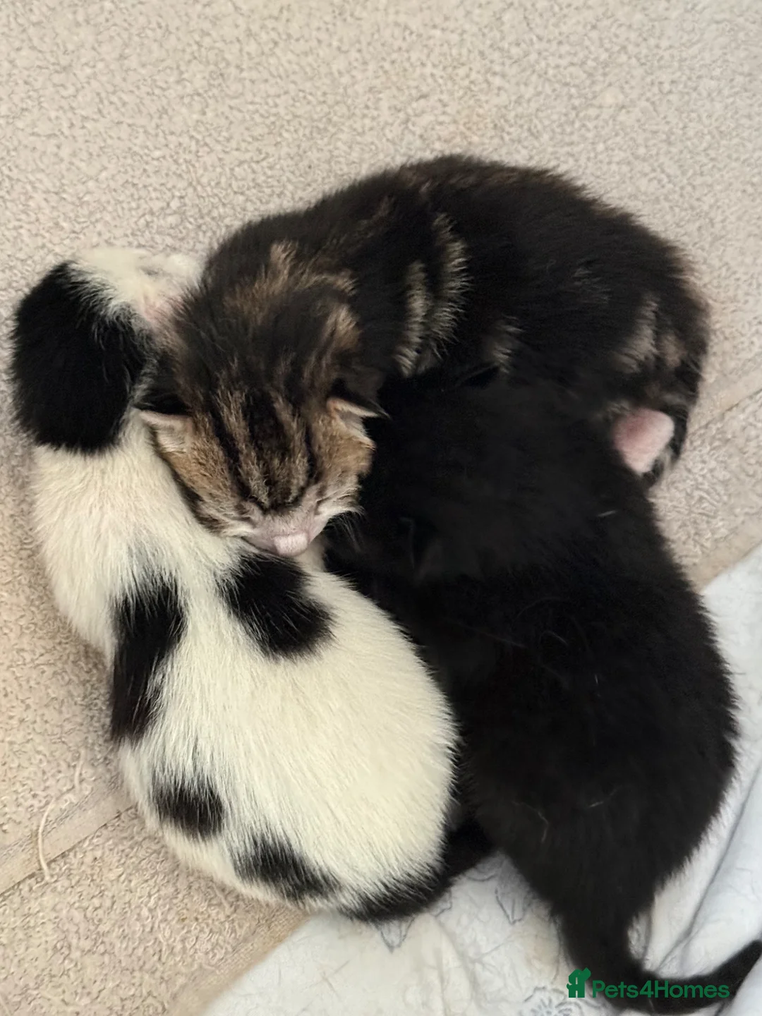 Mixed Breed cats for sale: 1 female 1 male left available  in Congleton - Advert 7