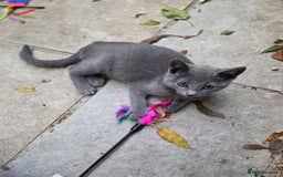 Russian Blue cats for sale: Pedigree Russian blue kittens NORTH LONDON  - Advert 20