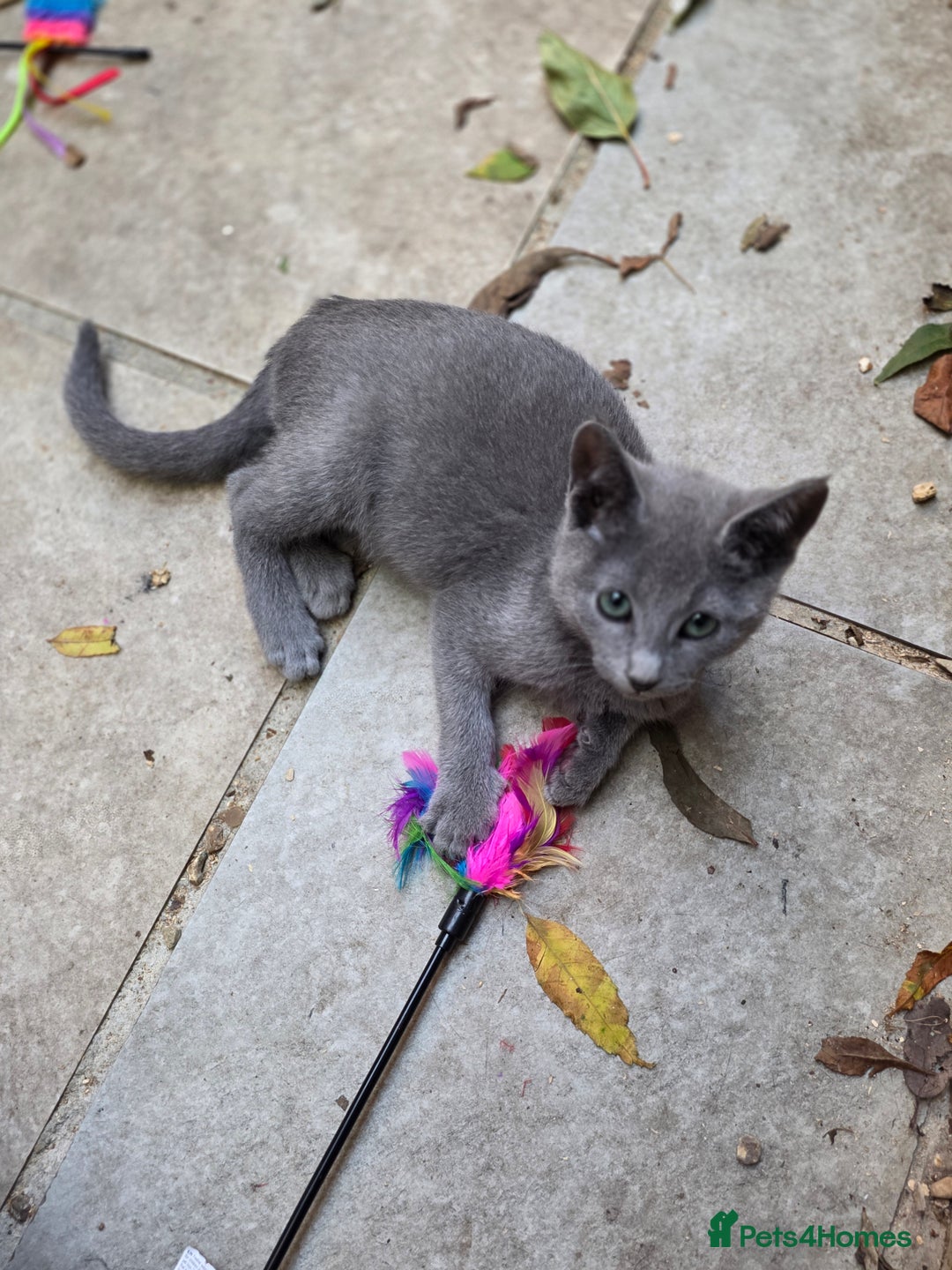 Russian Blue cats for sale: Pedigree Russian blue kittens NORTH LONDON  - Advert 20