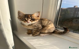 Mixed Breed cats for sale: Tabby kitten  - Image 6